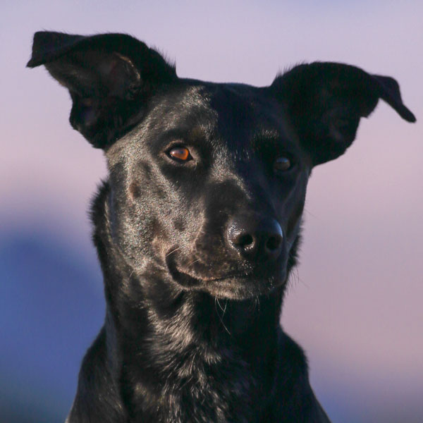 emergency veterinarian