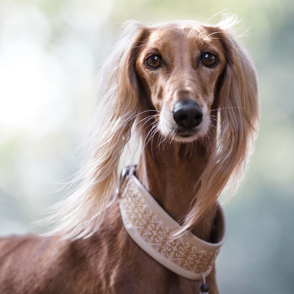 portrait of dog with slender dog and flowy ears