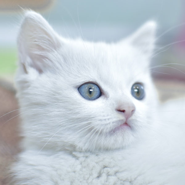 portrait of white kitten looking to its left